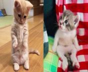 Surprising Cat Moments That Will Make You Laugh from kitty shaa melancap
