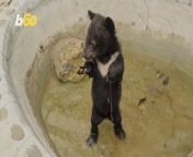The single largest-ever rescue of endangered bear cubs worldwide took place in Vientiane, the capital of Laos on March 19th, when police raided a house in response to reports from concerned neighbors who could hear the distressing cries of baby bears. Police found no less than 16 live baby moon bears and brought them to safety. Yair Ben-Dor has more.
