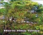 Film Maker Sunil Babbar visits Morni Hills