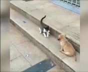 Cat VS Dog Funny Animal Videos #shorts from cat is dos xxx