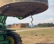 How John and Genevieve Guest and their newly purchased steers came face to face with an angry, injured snake stuck on the forks of their farm tractor.