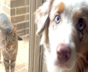 Stray cat keeps joining this dog on her walks and follows her home — watch what happens when he&#39;s invited inside ❤️