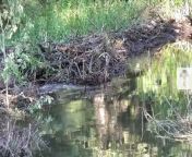 This Beaver Dam is So Huge, You Can See It from Space _ Climate Heroes from big beaver splits the scene