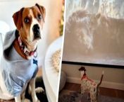 Meet Winston, the beagle cross that is obsessed with The Lion King.&#60;br/&#62;&#60;br/&#62;Winston, six, is a huge fan of the big screen and can&#39;t help but stay transfixed when his favorite movies are on.&#60;br/&#62;&#60;br/&#62;Owner Gabrielle Pelfrey, 28, has always had movies on for him since he was a puppy but never thought he was paying attention.&#60;br/&#62;&#60;br/&#62;This was until she put The Lion King on.