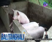 Bakit namatay ang 57 na baboy?&#60;br/&#62;&#60;br/&#62;&#60;br/&#62;Balitanghali is the daily noontime newscast of GTV anchored by Raffy Tima and Connie Sison. It airs Mondays to Fridays at 10:30 AM (PHL Time). For more videos from Balitanghali, visit http://www.gmanews.tv/balitanghali.&#60;br/&#62;&#60;br/&#62;#GMAIntegratedNews #KapusoStream&#60;br/&#62;&#60;br/&#62;Breaking news and stories from the Philippines and abroad:&#60;br/&#62;GMA Integrated News Portal: http://www.gmanews.tv&#60;br/&#62;Facebook: http://www.facebook.com/gmanews&#60;br/&#62;TikTok: https://www.tiktok.com/@gmanews&#60;br/&#62;Twitter: http://www.twitter.com/gmanews&#60;br/&#62;Instagram: http://www.instagram.com/gmanews&#60;br/&#62;&#60;br/&#62;GMA Network Kapuso programs on GMA Pinoy TV: https://gmapinoytv.com/subscribe