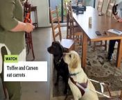 Toffee is Rhonda Dreier&#39;s second guide dog. 10-year old Carson was Ms Dreier&#39;s first guide dog which was retired few years ago. Video by Gwen Liu.