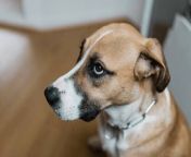 Yelling at Your Dog Can Have Long-Term Negative Effects, Study Shows .&#60;br/&#62;An analysis says using &#60;br/&#62;negative commands can result &#60;br/&#62;in long-term stress for your pooch.&#60;br/&#62;The study can be found &#60;br/&#62;in the journal &#39;BioRxiv.&#39;.&#60;br/&#62;Besides stress, it adds that &#60;br/&#62;a dog&#39;s cognitive abilities &#60;br/&#62;can also be affected.&#60;br/&#62;For the study, 92 dogs from training facilities &#60;br/&#62;in Portugal were put into two groups.&#60;br/&#62;One group was trained aggressively &#60;br/&#62;and had choke collars used on them.&#60;br/&#62;The other went through training in a docile manner &#60;br/&#62;with rewards coming in the form of treats.&#60;br/&#62;The three-year study saw the dogs &#60;br/&#62;go through multiple stress tests.&#60;br/&#62;In one, negatively-trained dogs approached &#60;br/&#62;bowls of food slower than the others, &#60;br/&#62;a sign of pessimism.&#60;br/&#62;Dogs trained using aversive-based methods experienced poorer welfare as compared to companion dogs trained using reward-based methods .., Researchers, via study.&#60;br/&#62;Dogs attending schools using aversive-based methods displayed more stress-related behaviors .., Researchers, via study.&#60;br/&#62;It appears saying &#92;