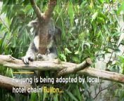 A koala named Fu-jung is being adopted by a Taiwanese hotel chain of (almost) the same name at the invitation of Taipei Zoo to mark both Earth Day and the zoo’s 110th birthday.
