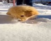 Dog love playing in snow ️ adorable !! #dog