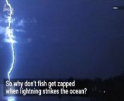 Mixing water and electricity is no joke, so what keeps fish safe from lightning strikes hitting the ocean?