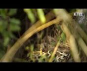 A film crew follows two leopard cubs as they make the fascinating journey from infancy into adulthood in this up-close-and-personal nature documentary. &#60;br/&#62; &#60;br/&#62;Watch on Netflix: https://www.netflix.com/title/81462291 &#60;br/&#62; &#60;br/&#62;About Netflix: &#60;br/&#62;Netflix is one of the world&#39;s leading entertainment services, with 270 million paid memberships in over 190 countries enjoying TV series, films and games across a wide variety of genres and languages. Members can play, pause and resume watching as much as they want, anytime, anywhere, and can change their plans at any time. &#60;br/&#62; &#60;br/&#62;Living with Leopards &#124; Official Trailer &#124; Netflix &#60;br/&#62;https://www.youtube.com/@Netflix