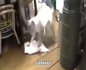 In this videos we show Very funny cat cleaning the
