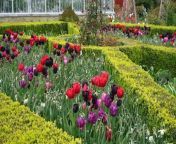 Arundel Castle&#39;s head gardener hails 2024 Tulip Festival success