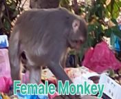 Watch how monkeys live their Life ,New born monkey baby&#39;s activities and their lifestyle....