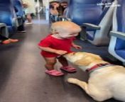 Get ready for a wave of pure joy in this adorable video showcasing the heartwarming friendship between a playful toddler and a friendly dog! Witness the incredible moment these unlikely train companions strike up a bond, filling the atmosphere with infectious giggles and playful energy. Prepare to be charmed by the pure delight on the toddler&#39;s face, the gentle interaction with the dog, and the reminder that joy can be found in the simplest moments. &#60;br/&#62;&#60;br/&#62;This must-see clip is a guaranteed mood booster! Buckle up for adorable train rides, contagious laughter, and a whole lot of heartwarming friendship!&#60;br/&#62;&#60;br/&#62;Video ID: WGA909355&#60;br/&#62;&#60;br/&#62;All the content on Heartsome is managed by WooGlobe&#60;br/&#62;&#60;br/&#62;For licensing and to use this video, please email licensing(at)Wooglobe(dot)com.&#60;br/&#62;&#60;br/&#62;►SUBSCRIBE for more Heartsome Videos: &#60;br/&#62;&#60;br/&#62;-----------------------&#60;br/&#62;Copyright - #wooglobe #heartsome &#60;br/&#62;#heartwarmingtoddler #adorabledogvideo #mustsee #trynottosmile #incrediblemoment #toddlerplay #dogandchildbond #trainridefun #unexpectedfriendship #preciousmoments #wholesomecontent #grateful #blessed #makingmemories #laughteristhebestmedicine #toddlerlife #dogsofinstagram #dogsofyoutube #animallovers #growingup #adorableanimals