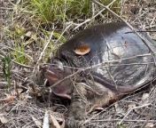 A soft-shelled turtle coming inland to lay its eggs.