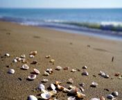 Beach and shells