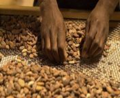 Cocoa prices surged to an all-time high yesterday, as suppliers deal with the worst shortage in decades. Bad weather and poor crops in West Africa have greatly limited supply. Cocoa futures peaked at over &#36;10,000 per ton during trade yesterday, an all-time high.Cocoa prices are overall up nearly 130% this year.