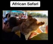 A beautiful LIONESS is the inventor over the vehicle of tourists and is playing with them like a big cat!&#60;br/&#62;Amazing video with the plays between human and animals&#60;br/&#62;LIONESS is great animal!&#60;br/&#62;Enjoy it and comment!