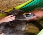 This little donkey foal was lying down in their owner&#39;s chest and relaxing in a hammock. The woman happily cuddled them.