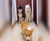 Dog learns to walk like a model, so similar！ from little model nude
