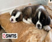 A dog lover forced to put down her two puppies after they attacked her says prospective buyers should investigate the bloodline before committing.&#60;br/&#62;&#60;br/&#62;Rachel Adams, 59, bought two St. Bernard dogs - named Dave and Alan - for £3,600 in February 2022.&#60;br/&#62;&#60;br/&#62;She and husband Paul Adams, 53, were delighted with the pups but soon noticed they were anti-social with people and other animals.&#60;br/&#62;&#60;br/&#62;The Oxford couple spent eight months trying to change the dogs&#39; behaviour but, after two attacks on Rachel, decided to put the dogs down.&#60;br/&#62;&#60;br/&#62;They are now speaking out to warn about dog breeding - believing Dave and Alan may have come from a dubious source.&#60;br/&#62;&#60;br/&#62;Rachel said: &#92;
