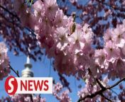 As in many places around the world, cherry trees began blossoming in Munich&#39;s Olympic Park, much to the delight of visitors who made use of the start of spring on Wednesday (March 20) to take pictures of the blooming trees.&#60;br/&#62;&#60;br/&#62;Visitors and trees alike were radiant in the beautiful Munich weather with sunshine and blue skies.&#60;br/&#62;&#60;br/&#62;WATCH MORE: https://thestartv.com/c/news&#60;br/&#62;SUBSCRIBE: https://cutt.ly/TheStar&#60;br/&#62;LIKE: https://fb.com/TheStarOnline