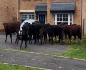 A mum was rudely interrupted in her new build home - by a herd of COWS.&#60;br/&#62;&#60;br/&#62;Michaela Wimbleton, 26, went to investigate when she heard odd noises outside her property in Longridge, Lancs.&#60;br/&#62;&#60;br/&#62;She was &#92;