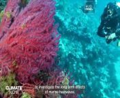 Climate change leads to heatwaves in the sea as well as on land. We investigate the long-term effects of marine heatwaves in the Mediterranean, and ask if anything can be done to help iconic colonies of corals to survive.