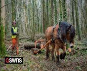 Horses are replacing machines to clear infected trees from a British forest.&#60;br/&#62;&#60;br/&#62;Natural Resources Wales turned back the clock to use traditional forestry skills with the animals.&#60;br/&#62;&#60;br/&#62;They are being used to thin an area of sensitive woodland in Fforest Fawr near Tongwynlais, on the outskirts of Cardiff.&#60;br/&#62;&#60;br/&#62;Known as &#39;horse logging&#39; it is an ancient and sustainable forest management technique used for thousands of years.&#60;br/&#62;&#60;br/&#62;It uses horses to pull timber from felling areas without the need for large machines and with minimal damage to the ground and other plants.&#60;br/&#62;&#60;br/&#62;The work will last for three months to stop the spread of phytophthora ramorum, commonly known as larch disease.&#60;br/&#62;&#60;br/&#62;Other tree species in the affected area will not be felled.&#60;br/&#62;&#60;br/&#62;Chris Rees, forest operations team leader for Natural Resources Wales said: “Horse logging has been around for thousands of years and is still a viable and sustainable method of extracting timber in modern day forest operations.&#60;br/&#62;&#60;br/&#62;“Using horses rather than machines in environmentally sensitive areas gives us a low impact and sympathetic solution, particularly for managing important ancient woodlands and archeologic sites.&#60;br/&#62;&#60;br/&#62;“We used horses in other South Wales Central woodlands last year and we’re looking forward to keeping this wonderful tradition alive in Fforest Fawr.”&#60;br/&#62;&#60;br/&#62;The area of operations, 4.7 hectares, is not entirely larch, the rest being native broadleaved species that will not be felled. &#60;br/&#62;&#60;br/&#62;Precision felling and timber extraction is required to minimise damage to the surrounding broadleaved trees and other important archaeological features.&#60;br/&#62;&#60;br/&#62;The thinning of the larch will also allow the broadleaf canopy to increase. &#60;br/&#62;&#60;br/&#62;As a Planted Ancient Woodland Sites (PAWS) woodland, this work will help to restore and improve its ecological potential.&#60;br/&#62;&#60;br/&#62;Horses, horse boxes, welfare provisions and associated equipment will be kept on site for the duration of the work.&#60;br/&#62;&#60;br/&#62;While the Fforest Fawr car park will remain open, visitors to the woodland are asked to adhere to any safety signs or diversions, and to keep dogs on lead.