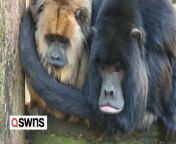 A pair of loving monkeys will mark their 17th anniversary together on Valentine&#39;s day. &#60;br/&#62;&#60;br/&#62;Howler monkeys Tolkien and Clyde, have four children, spend all their time together and cuddle using their prehensile tails. &#60;br/&#62;&#60;br/&#62;A video shows the couple cuddling and grooming each other.&#60;br/&#62;&#60;br/&#62;Tolkien, a 22-year-old female, was born in Port Lympne Reserve in Lympne, Kent, where the pair live. &#60;br/&#62;&#60;br/&#62;Clyde, 26, arrived at the reserve from Singapore in February, 2006 and has been Tolkien&#39;s devoted spouse ever since. &#60;br/&#62;&#60;br/&#62;The older monkey follows his sweetheart around, likes leaning his chin on her back, and enjoys simply sitting in her company.&#60;br/&#62;&#60;br/&#62;A spokesperson of Port Lympne said: &#92;