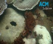 The first signs of severe coral bleaching this summer have been found around the Keppel Islands. Video via AAP.
