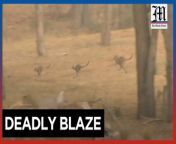 Residents, kangaroos flee as firefighters battle Australian bushfire&#60;br/&#62;&#60;br/&#62;Kangaroos flee from a bushfire in southeastern Australia&#39;s Victoria state. The fire is pushing towards towns, leading to evacuations. Hot and windy weather makes the situation worse near Raglan, a small town 95 miles northwest of Melbourne. Warnings suggest conditions may worsen overnight.&#60;br/&#62;&#60;br/&#62;Video by AFP&#60;br/&#62;&#60;br/&#62;Subscribe to The Manila Times Channel - https://tmt.ph/YTSubscribe &#60;br/&#62; &#60;br/&#62;Visit our website at https://www.manilatimes.net &#60;br/&#62; &#60;br/&#62;Follow us: &#60;br/&#62;Facebook - https://tmt.ph/facebook &#60;br/&#62;Instagram - https://tmt.ph/instagram &#60;br/&#62;Twitter - https://tmt.ph/twitter &#60;br/&#62;DailyMotion - https://tmt.ph/dailymotion &#60;br/&#62; &#60;br/&#62;Subscribe to our Digital Edition - https://tmt.ph/digital &#60;br/&#62; &#60;br/&#62;Check out our Podcasts: &#60;br/&#62;Spotify - https://tmt.ph/spotify &#60;br/&#62;Apple Podcasts - https://tmt.ph/applepodcasts &#60;br/&#62;Amazon Music - https://tmt.ph/amazonmusic &#60;br/&#62;Deezer: https://tmt.ph/deezer &#60;br/&#62;Stitcher: https://tmt.ph/stitcher&#60;br/&#62;Tune In: https://tmt.ph/tunein&#60;br/&#62; &#60;br/&#62;#TheManilaTimes&#60;br/&#62;#tmtnews&#60;br/&#62;#australia&#60;br/&#62;#australianbushfire