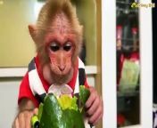 Funny Videos! Bibi enliste takes the avocado eat but lack of milk