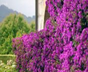 Monty Don&#39;s Spanish Gardens episode 3 - Monty Don&#39;s captivating journey across the diverse northern regions of Spain unveils a tapestry of cultural richness, architectural splendor, and horticultural wonders. From the westernmost reaches of Galicia to the easternmost bounds of Catalonia, this exploration traverses the rugged landscapes and vibrant traditions that define each distinct region.