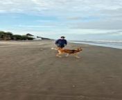 Occurred on February 12, 2024 / Mar del Tuyu, Argentina&#60;br/&#62;&#60;br/&#62;Info: A playful golden retriever accidentally runs into a man and knocks him over on the beach.
