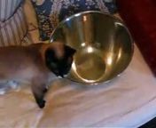 My siamese cat discovers THE BOWL OF DOOM on the couch and decides to explore it. But it will have its revenge...It s on an uneven surface! BUM BUM BUM!