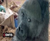 A zoo visitor got stared up and down by an extremely sassy gorilla. &#60;br/&#62;&#60;br/&#62;The hilarious video shows the gorilla staring at the man over its shoulder scanning him up and down like a high-school bully. &#60;br/&#62;&#60;br/&#62;The man, who was visiting a zoo in Philadelphia, Pennsylvania, USA, can be heard saying: &#92;