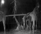 The birth of a rare Rothschild’s giraffe has been captured by CCTV cameras at Chester Zoo.&#60;br/&#62;&#60;br/&#62;Credit: Chester Zoo