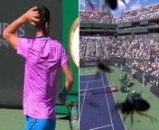 Carlos Alcaraz swarmed by bees at Indian WellsSource: Sky Sports