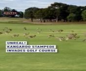 Unreal #footage filmed by Stephen Roche captures a #wild kangaroo invasion during his golf game in Victoria, Australia! ⛳️ &#60;br/&#62;&#60;br/&#62;#Kangaroo #Invasion #Golf #Australia #Victoria