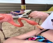 In an unexpected turn of events, a flamingo approached the woman and started nibbling on her, which tickled her. There were a total of twelve flamingos at the beach, roaming freely. When this woman lay on the lounger, the flamingo came up to her and started pecking her neck, causing her to burst into laughter.