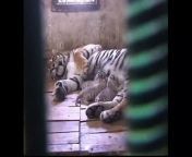 Metanews: Five snow tiger cubs need two mums to make enough milk to feed them. A Siberian tiger is helping suckle the rare cubs in China.