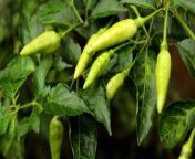 Growing certain plants with your peppers has benefits, from pest and disease control to soil improvement.