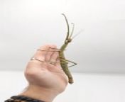This person showcased a unique insect that looked like a twig. They moved their hand to make the insect crawl on their skin and highlight its skin&#39;s unique texture.