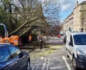 Large trees fall in Dundas Street after Storm Kathleen hits Edinburgh from the fall of wonder