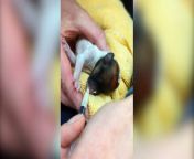 A newborn puppy that was hurled out of a moving car &#92;