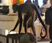 A wild monkey caused chaos in the buffet restaurant at a three-star resort.&#60;br/&#62;&#60;br/&#62;Video shows the monkey climbing all over the tables and knocking over chairs while hotel guests were having breakfast. &#60;br/&#62;&#60;br/&#62;Emil Olivarez, 33, was staying at Sandos Caracol Eco Resort in Cancun, Mexico with his wife when he captured the moment on camera.&#60;br/&#62;&#60;br/&#62;The couple had been at the hotel for two weeks when the incident happened on February 24.&#60;br/&#62;&#60;br/&#62;Emil noticed some movement while eating and looked up to see the furry creature darting between tables. &#60;br/&#62;&#60;br/&#62;Emil, from California, USA, said: &#92;