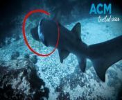 A diver is urging the public to cut down on waste after spotting a grey nurse shark injured by rubbish off the NSW Mid North Coast.&#60;br/&#62;