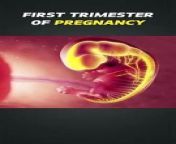 First Trimester Of Pregnancy 3D Animation&#60;br/&#62;#firstrimester #firstrrimestermiscarrige #pregnant #pregnantbelly #fetaldevelopment #fetusdevelopment #embryodevelopment #babygrowth #trimester1